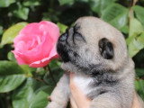 2 chiots Carlin Exotique d' avril 2026 à réserver non LOF