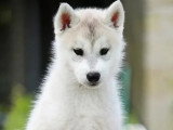 Chiot Husky de Sibérie mâle marron LOF à vendre mars 2026
