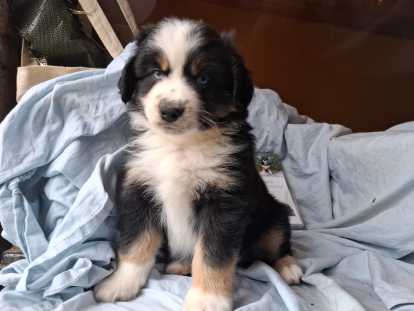 Chiots Berger Américan Miniautre à vendre