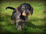 Chiots Teckel à poil dur à vendre