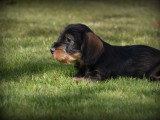 Chiots Teckel à poil dur à vendre