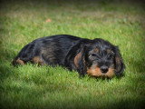 Chiots Teckel à poil dur à vendre