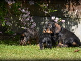 Chiots Teckel à poil dur à vendre