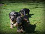 Chiots Teckel à poil dur à vendre