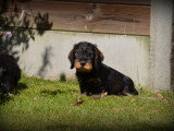 Chiots Teckel à poil dur à vendre