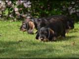Chiots Teckel à poil dur à vendre