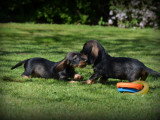 Chiots Teckel à poil dur à vendre