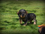 Chiots Teckel à poil dur à vendre