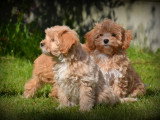 Chiots Maltipoo à vendre