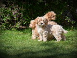 Chiots Maltipoo à vendre