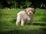 Chiots Maltipoo à vendre