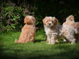 Chiots Maltipoo à vendre
