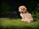 Chiots Maltipoo à vendre