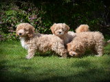 Chiots Maltipoo à vendre