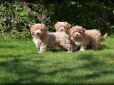 Chiots Maltipoo à vendre