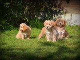 Chiots Maltipoo à vendre