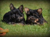 Chiots Yorkshire Terrier Nain à vendre