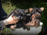 Chiots Yorkshire Terrier Nain à vendre