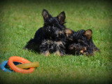 Chiots Yorkshire Terrier Nain à vendre