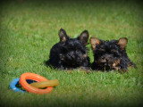 Chiots Yorkshire Terrier Nain à vendre