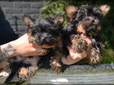 Chiots Yorkshire Terrier Nain à vendre