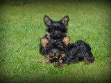 Chiots Yorkshire Terrier Nain à vendre