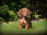 Chiots Teckel à poil long à vendre