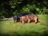 Chiots Teckel à poil long à vendre