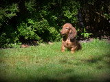 Chiots Teckel à poil long à vendre