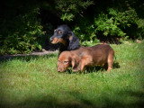 Chiots Teckel à poil long à vendre