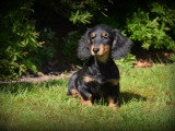 Chiots Teckel à poil long à vendre