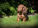 Chiots Teckel à poil long à vendre