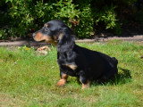 Chiots Teckel à poil long à vendre