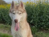 Chiot Husky de Sibérie mâle cuivre yeux bleus LOF à vendre
