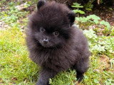 Chiot Spitz femelle noir à vendre non LOF, né en mars 2026