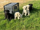 11 chiots Labrador Retriever non LOF nés en mars 2026 à réserver
