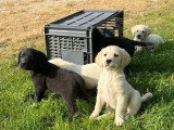 11 chiots Labrador Retriever non LOF nés en mars 2026 à réserver