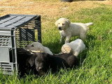 11 chiots Labrador Retriever non LOF nés en mars 2026 à réserver