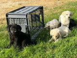 11 chiots Labrador Retriever non LOF nés en mars 2026 à réserver