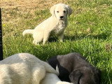 11 chiots Labrador Retriever non LOF nés en mars 2026 à réserver