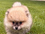 Chiot Spitz nain femelle charbonné clair de mars 2026 à vendre non LOF