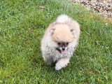 Chiot Spitz nain femelle charbonné clair de mars 2026 à vendre non LOF