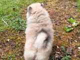 Chiot Spitz nain femelle charbonné clair de mars 2026 à vendre non LOF