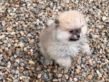 Chiot Spitz nain femelle charbonné clair de mars 2026 à vendre non LOF
