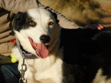 Leta, chienne douce et affectueuse de 5 ans à adopter en association