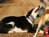 Leta, chienne douce et affectueuse de 5 ans à adopter en association