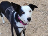 Leta, chienne douce et affectueuse de 5 ans à adopter en association