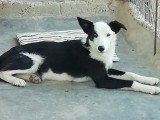 Leta, chienne douce et affectueuse de 5 ans à adopter en association