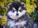 Le petit ourson qui s'appelle \