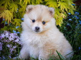 Chiots Pomsky minis à vendre